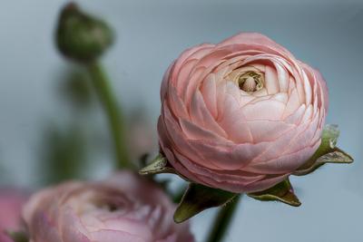 asiatischer hahnenfu?,floristen-ranunkel,riesenranunkel,topfranunkel ** persian buttercup 2yo-gxz-stock-foto