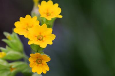Wildblumen im Garten Die Echte Schlüsselblume zur Blütezeit im Frühling *** Wildflowers in the garden The primrose to bl-stock-foto
