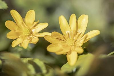 Scharbockskraut, Scharbocks-Kraut (Ranunculus ficaria, Ficaria verna), Bluehend, Deutschland, Bayern lesser celandine, f-stock-foto