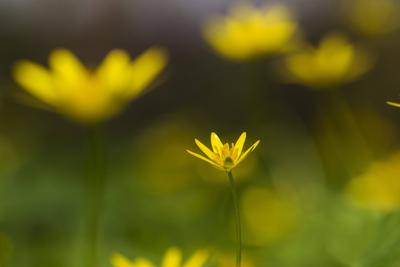 Scharbockskraut, Scharbocks-Kraut (Ranunculus ficaria, Ficaria verna), bluehend, Niederlande lesser celandine, fig-root-stock-foto