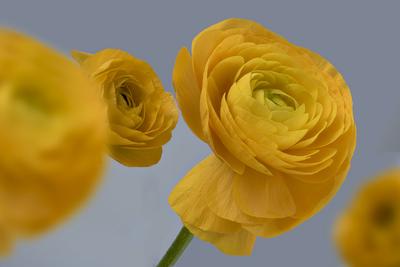 asiatischer hahnenfu?,floristen-ranunkel,riesenranunkel,topfranunkel *** persian buttercup 2yo-gg4-stock-foto