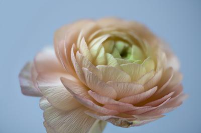 asiatischer hahnenfu?,floristen-ranunkel,riesenranunkel,topfranunkel *** persian buttercup 2yo-gfk-stock-foto