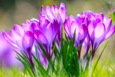 Krokusse blühen zum Frühlingsanfang DEU/Deutschland/Brandenburg/Welzow, 18.03.2023, Illustration Frühlingsanfang, lila K-stock-foto