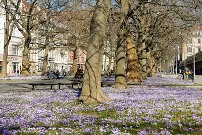 bl?hende Krokuswiesen auf der Hauptstra?e, Dresden, Sachsen, Deutschland *** blooming crocus meadows on the main street,-stock-foto