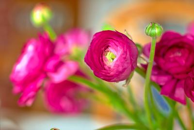 Ranunkel-12 Wundersch?ne rosa Ranunkel als Strau? und Dekoration zu einem Fest. Beautiful pink Persian buttercup for dec-stock-foto