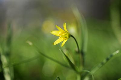 Yellow blossom of lesser celandine or pilewort (Ficaria verna or Ranunculus ficaria) in the green meadow, small early fl-stock-foto