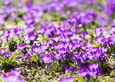 Krokus (Crocus), bl?hende Krokuswiesen auf der Hauptstra?e, Dresden, Sachsen, Deutschland *** Crocus Crocus , flowering-stock-foto