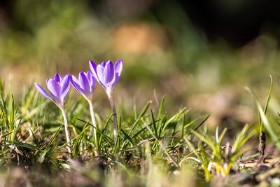Sonniges Februarwetter-stock-foto