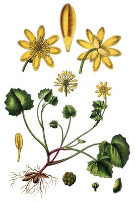 Das Scharbockskraut Ficaria verna, Syn.: Ranunculus ficaria L., auch Feigwurz oder Fruehlingsscharbockskraut genannt, is-stock-photo