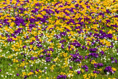 Purple and yellow Crocuses (Crocus tommasinianus) and white Snowflakes (Leucojum vernum) are blooming on a meadow Polenz-stock-foto