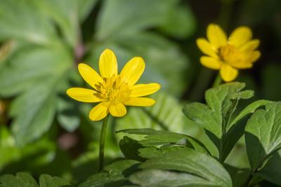 Lesser Celandine, Ranunculus ficaria, flowering in East Grinstead Lesser Celandine, Ranunculus ficaria, flowering in Eas-stock-foto