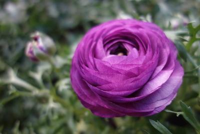 ranunkeln detail, elegant, garden, garten, red, spring, water, natur, nature, birthday, blume, flower, time, zuneigung,-stock-photo