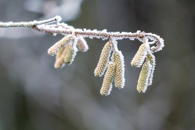 Catkins on a Hazel (Corylus avellana) tree covered with hoar frost on a winters day Catkins on a Hazel (Corylus avellana-stock-foto