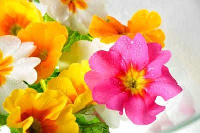 Garten-Primel, Gartenprimel, Stengellose Schluesselblume, Staengellose Schluesselblume, Stengellose Primel, Staengellose-stock-foto