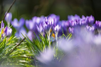 Rostock Warnem?nde, Deutschland 10. M?rz 2024 In einem Garten bl?hen bereits die Fr?hlingsboten, die Krokusse (Crocus) *-stock-foto
