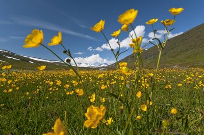Wiese mit scharfem Hanhnenfuss, Ranunculus acris L. (englisch: Meadow Buttercup; norwegisch: Engsoleie; schwedisch: Smoe-stock-foto