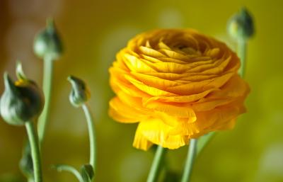 bl?te,knospe,ranunkel *** blossom,bud,buttercup lqs-fgs-stock-foto