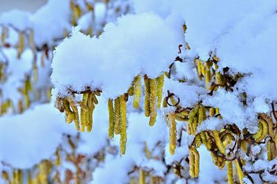 Wintereinbruch in Deutschland . Eine schwere Schneelast liegt auf den ?sten der Korkenzieherhasel. Eisen?rzt Bayern Deut-stock-foto