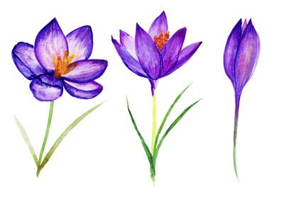 Crocuses Hand Darwn Set. Watercolor Illustration. Ideal for Wedding Projects Crocuses Hand Darwn Set. Watercolor Illustr-stock-photo