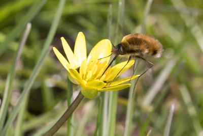 Grosser Wollschweber, Hummelschweber (Bombylius major), Buetenbesuch an Scharbockskraut, Deutschland Large bee-fly (Bomb-stock-photo