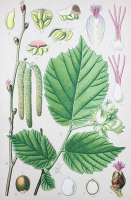 Corylus avellana, the common hazel, is a species of hazel / Gemeine Hasel (Corylus avellana), auch Haselstrauch oder Has-stock-foto
