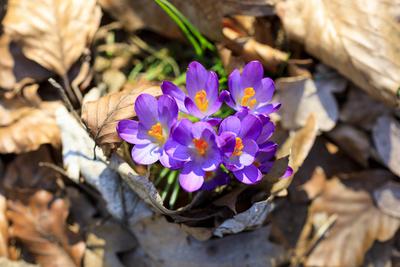 Krokusbl?te (crocus) *** Crocus flower crocus-stock-foto