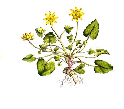 Scharbockskraut, Ficaria verna, Syn. Ranunculus ficaria L., auch Feigwurz oder Fr?hlings-Scharbockskraut / Ficaria verna-stock-foto