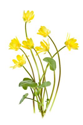 scharbockskraut *** celandine jqv-h0x-stock-foto