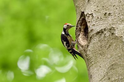 mehr Schein als sein... Mittelspecht ( Leiopicus medius ) im Größenwahn an einer Schwarzspechthöhle *** Middle Spotted W-stock-foto