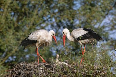 Weissstorch, Weiss-Storch (Ciconia ciconia), Storchenfamilie im Nest, Seitenansicht, Niederlande, Overijssel, Weerribben-stock-photo