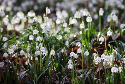 Leucojum vernum, called the spring snowflake Swabian Alps Germany Leucojum vernum, called the spring snowflake Swabian A-stock-foto