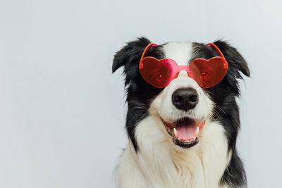St. Valentine's Day Konzept. Lustige Welpe Hund Border Collie in roten herzf?rmigen Brille isoliert auf wei?em Hintergrund. Lovely Hund in der Liebe zu feiern Valentinstag. Liebe Liebeskummer Romantik Postkarte.-stock-photo