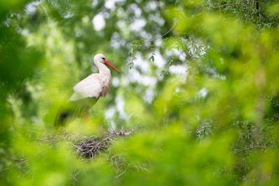White storks on the nest surrounded by green trees, ciconia in spring, Oberhausen Heidelberg in Germany White storks on-stock-foto