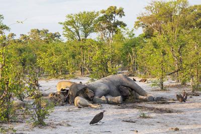 Adult lions feasting on a dead elephant carcass in a game reserve. Moremi Game Reserve,Botswana,Adult lions feasting on-stock-photo