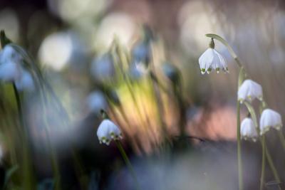 Maerzenbecher, Maerzbecher, Fruehlings-Knotenblume, Fruehlingsknotenblume, Schneerose, Maerzgloeckchen (Leucojum vernum)-stock-foto