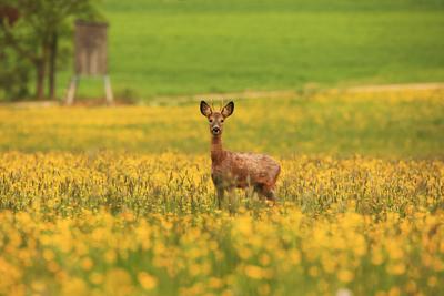 Europaeisches Reh (Capreolus capreolus), junger Rehbock steht auf einer Fruehlingswiese, Deutschland, Baden-Wuerttemberg-stock-foto