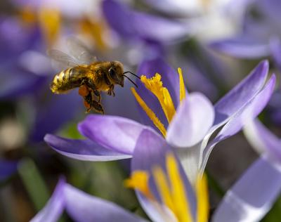 03.03.2024, Bad W?rishofen im Allg?u, Im Kurpark bl?hen bereits die Fr?hlingsboten, die Krokusse (Crocus), ein Fest f?r-stock-foto
