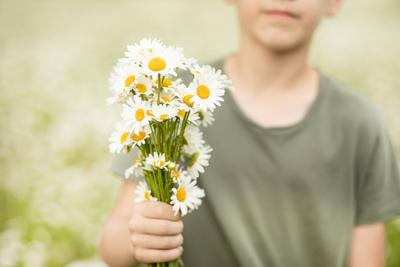 Kind, Jugendlicher, Junge im Kamillefeld, der Blumen pfl?ckt-stock-photo