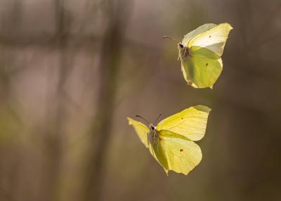 Two common brimstones flying in the air in spring in a forest Austria-stock-photo