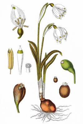 Fruehlings-Knotenblume Leucojum vernum, auch Maerzenbecher, Maerzbecher, Maerzgloeckchen oder Grosses Schneegloeckchen,-stock-photo