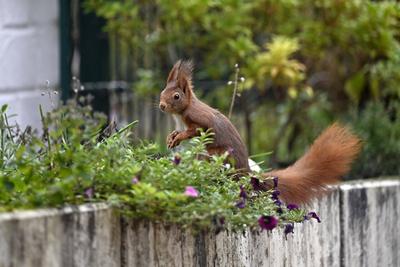 Ein Eichhörnchen in einem Garten. Eichhörnchen halten keinen Winterschlaf, sondern nur Winterruhe, die sie täglich zur N-stock-photo