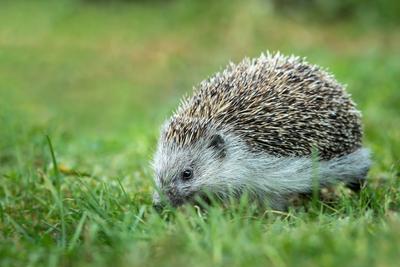 Portrait of a hedgehog walking in a green meadow in autumn-stock-photo