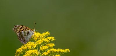 Kleiner Schmetterling sitzt auf einer Blüte vor grünem unscharfem Hintergrund mit Textfreiraum Kleiner Schmetterling sit-stock-photo