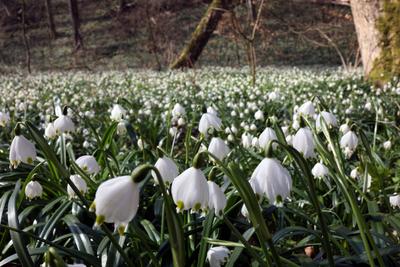 09.03.2024 Sachsen Anhalt Sachsen-Anhalt M?rzenbechertal Landgrafroda im Ziegelrodaer Forst Fr?hlings-Knotenblume ( Leuc-stock-foto