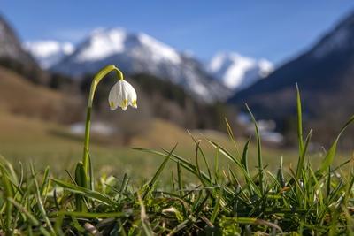 Frühling im Allgäu Die Sonne scheint bei blauem Himmel über blühenden Märzenbechern bei Oberstdorf mit den Allgäuer Alpe-stock-foto