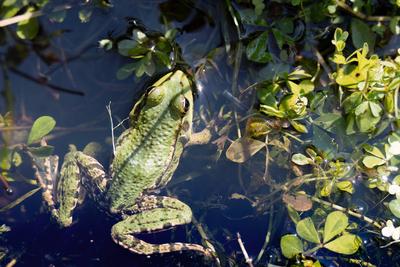 Close up shot of a Marsh Frog, pelophylax ridibundus, in a pond Close up shot of a Marsh Frog, pelophylax ridibundus, in-stock-photo