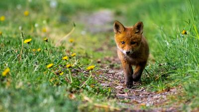 Rotfuchs Junges am Weg durch eine Wiese Ein Welpe eines Rotfuches l?uft auf einem Weg durch eine Wiese umgeben von Loewe-stock-photo