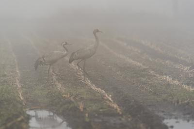 23.10.2023, Tiste, Kraniche rasten im Naturschutzgebiet Tister Bauernmoor und suchen tags?ber auf dem abgeernteten Maisf-stock-foto