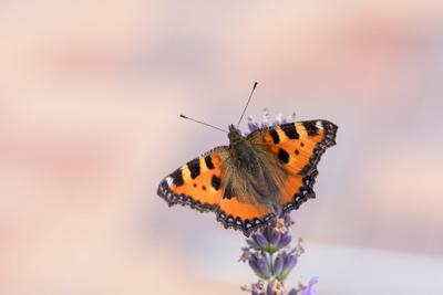 Small tortoiseshell butterfly on lavender Small beautiful butterfly tortoiseshell (Aglais urticae) on lavender. Europe,-stock-foto