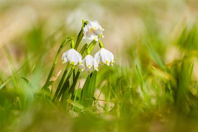 Close-up of a bunch of snowflakes (Leucojum vernum) in the valley Polenztal. Polenz Saxony Germany Reise FB_2021_1023-stock-foto